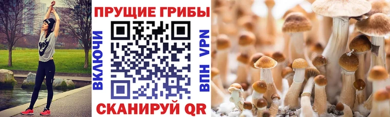 цены   Тайшет  Галлюциногенные грибы Cubensis 